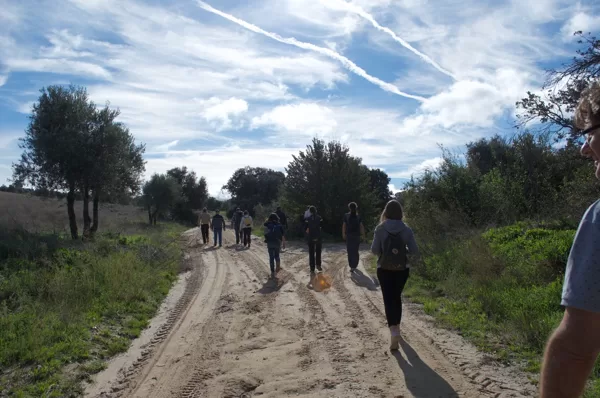 Mi fán terem az olivaolaj? - MADRID